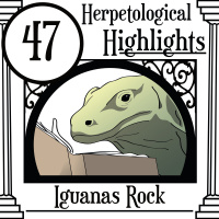 047 Iguanas Rock