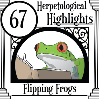 067 Flipping Frogs