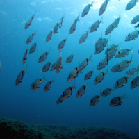 De nuestros mares para los paladares