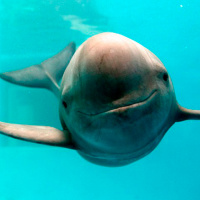 Vaquita Marina entre redes, una historia que no debe repetirse