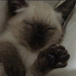 Fight Night With Kimball