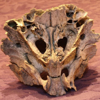 Espacio en blanco - El extraño cráneo 2.0 - 14/09/25