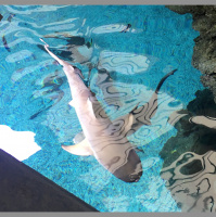 Scheiß Male Gaze und wie Mächtige nach dem Untergang mächtig bleiben könnten