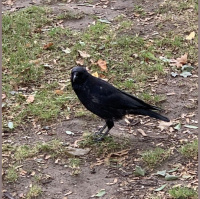 Krähen wissen, die Zukunft ist ein Spektrum