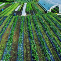 كارثة الحصاد الزراعي هذا العام.