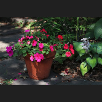 Late Summer Garden Glow-Up Advice