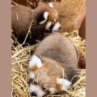 Fota Wildlife Park - Red Panda Cubs Need Names