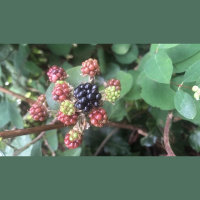 From Corporate Offices to Wild Hedgerows