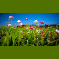 Lady in the Long Grass - Biodiversity FIT Count