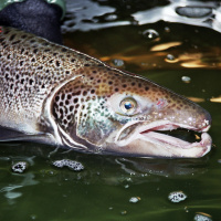 S2 ep. 4. Fiskeinteresser og markedstilgang