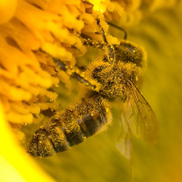 KP003 Imkern In Der Stadt