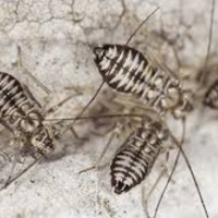 Richard Hebert - May 22, 2025