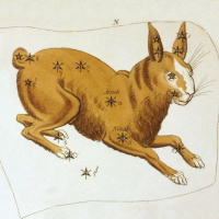 2/22/21 - Lepus the Hare