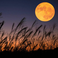 9/5/2022 - The Harvest Moon