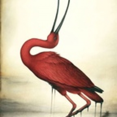 Scarlet Ibis