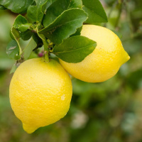 Ti spremo come un limone