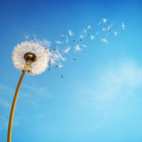 Il vento soffia a caso