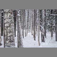 Reindeer grazing and forest carbon