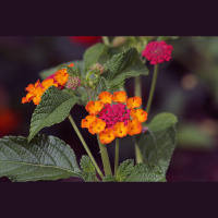 Invasive plants and the tropics