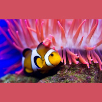 Trouble for clownfishes