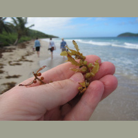 The Great Atlantic Sargassum Belt