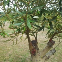 Romans 11.17-22--Supported By the Root