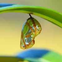 Romans 12.1-2--Living Sacrafices