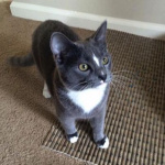 Stanford Woods Institute