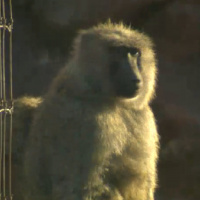 Maria Franke, Curator of Mammals Toronto Zoo - Thursday, February 9th 2017