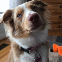 Mississauga woman turned away from doctors office due to service dog