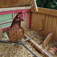 Backyard chickens are coming to Toronto