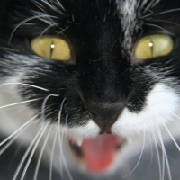 Chrestons Cuts - Monday, January 9th 2016