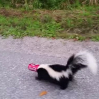 The Skunk Whisperer
