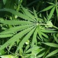 Mark Zekulin, President of Tweed