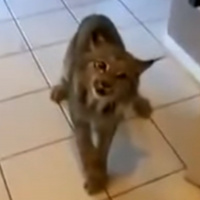 Chrestons (Stringers) Cuts - May 25 2016