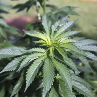 Cannabis producers call for fewer limits on marijuana ads