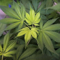 Homeowner finds out she purchased a former grow-op