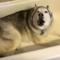 Chrestons (Stringers) Cuts - May 18 2016