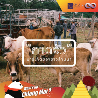 Whats up Chiang Mai? 64: กาดงัว มาร์เก็ตของชาวล้านนา