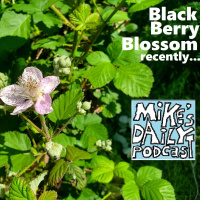 MikesDailyPodcast 3068 Reinforced