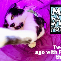 MikesDailyPodcast 2675 Analog