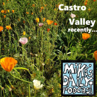 MikesDailyPodcast 3059 Poppies