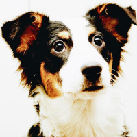 161: In Memory of Coco