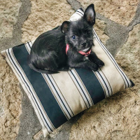 137: Its All Puppies