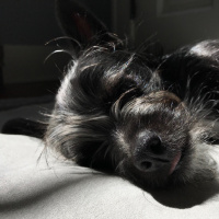 153: Canines and Curriculum