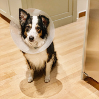 154: The Price of a Pet