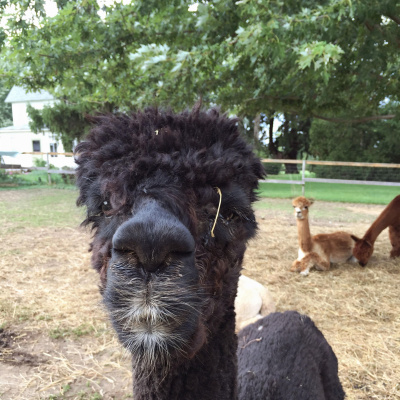 Manic Rambling Spiral