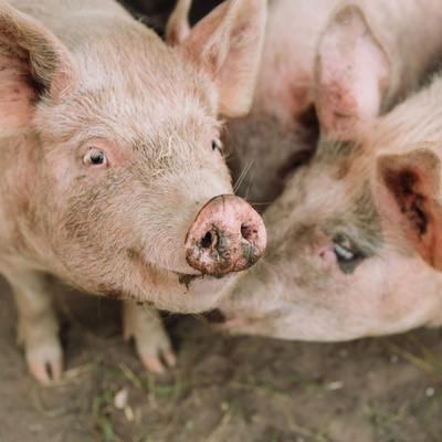 Manic Rambling Spiral