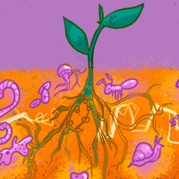 #123 Como deixar o Solo Vivo (part. Agrofloresteira)