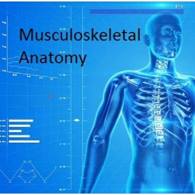 Musculoskeletal Clinical Anatomy